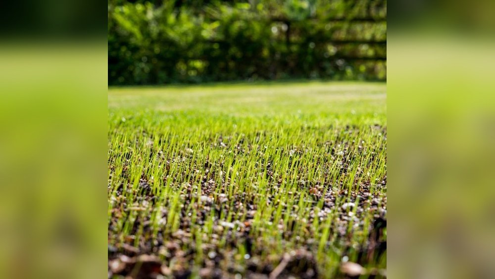 How to Grow Grass in Clay Soil Guide