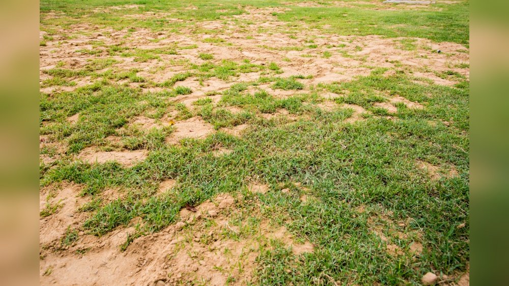 How to Grow Grass in Sandy Soil Tips