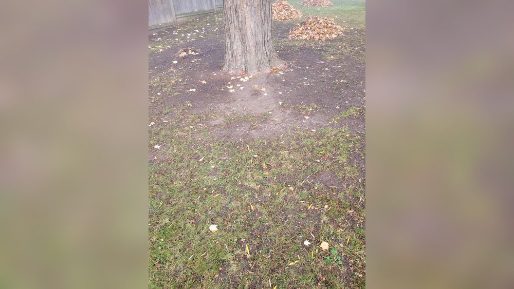 How to Grow Grass under Maple Trees