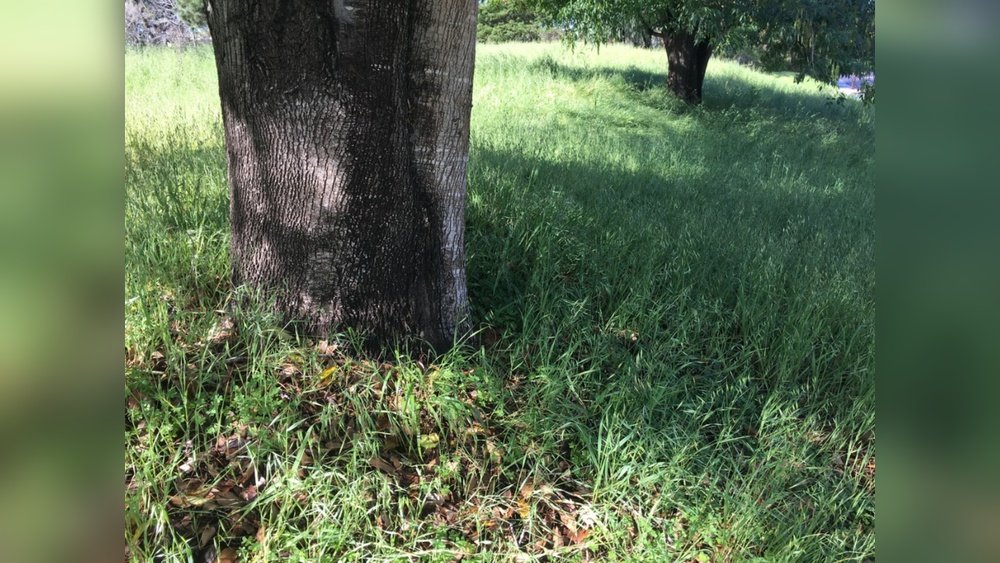 How to Grow Lawn in Shade under Trees