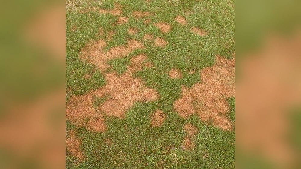 How to Identify Lawn Diseases by Symptoms
