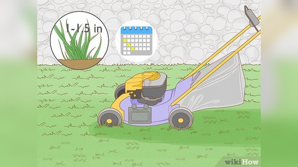 How to Make Bermuda Grass Thicker Guide