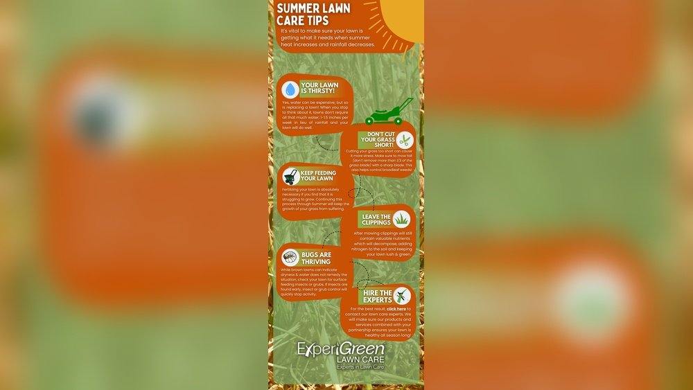 How to Make Lawn Green in Summer Tips