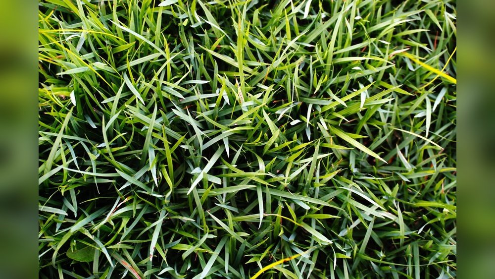 How to Overseed Zoysia Grass Correctly