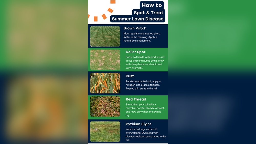 How to Prevent Lawn Fungus in Humid Weather