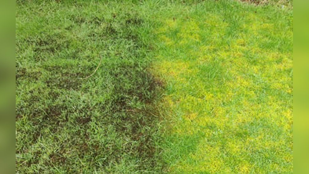 How to Repair Lawn After Removing Moss