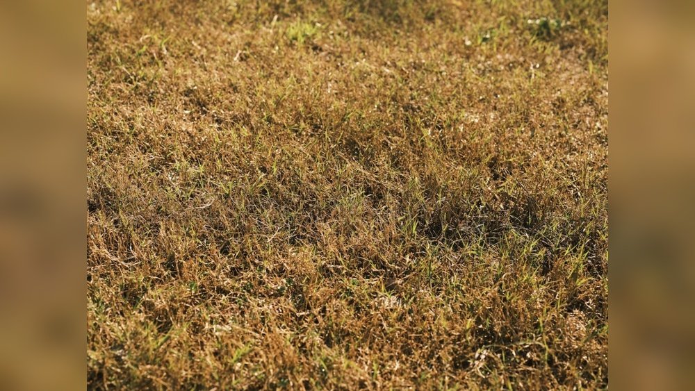 How to Revive Dead Grass After Drought