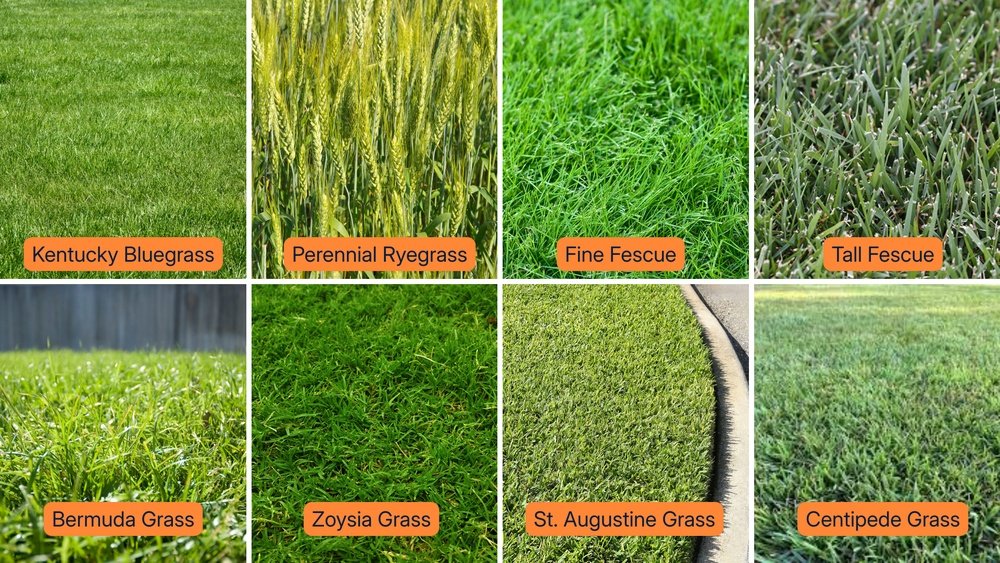 How to Transition Bermuda to Fescue Tips
