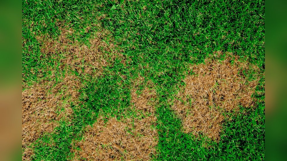 How to Treat Brown Patch Lawn Disease