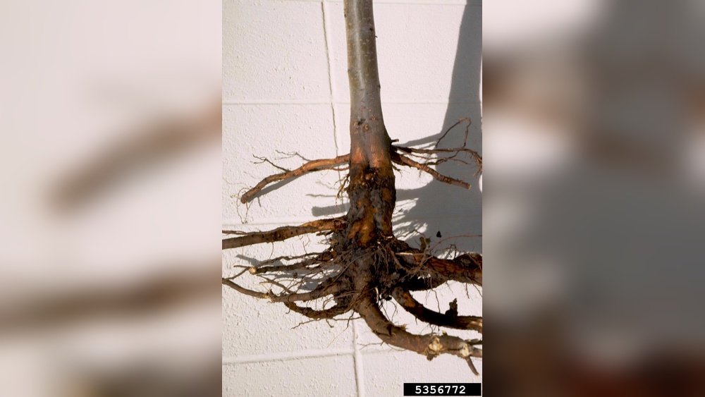 How to Treat Crown Rot in Lawn Guide