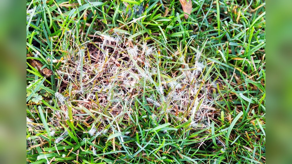 How to Treat Dollar Spot Fungus in Lawn