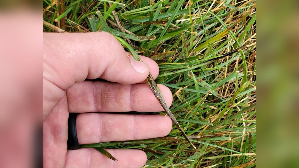 How to Treat Gray Leaf Spot in Lawn