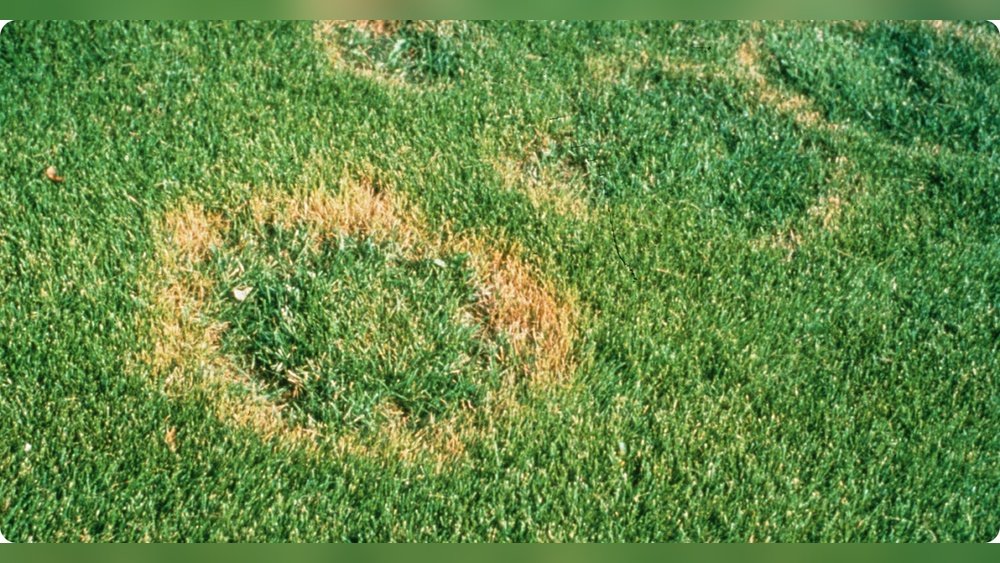 How to Treat Necrotic Ring Spot Lawn