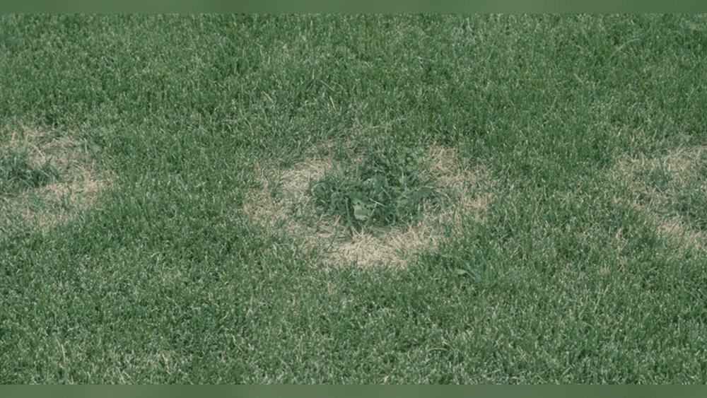How to Treat Rapid Blight in Lawn Tips