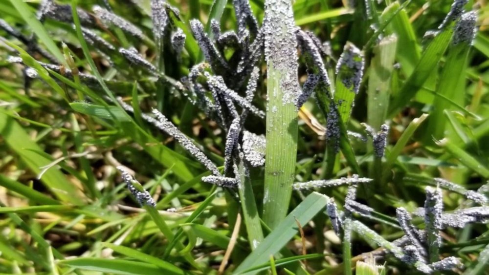 How to Treat Slime Mold on Lawn Tips