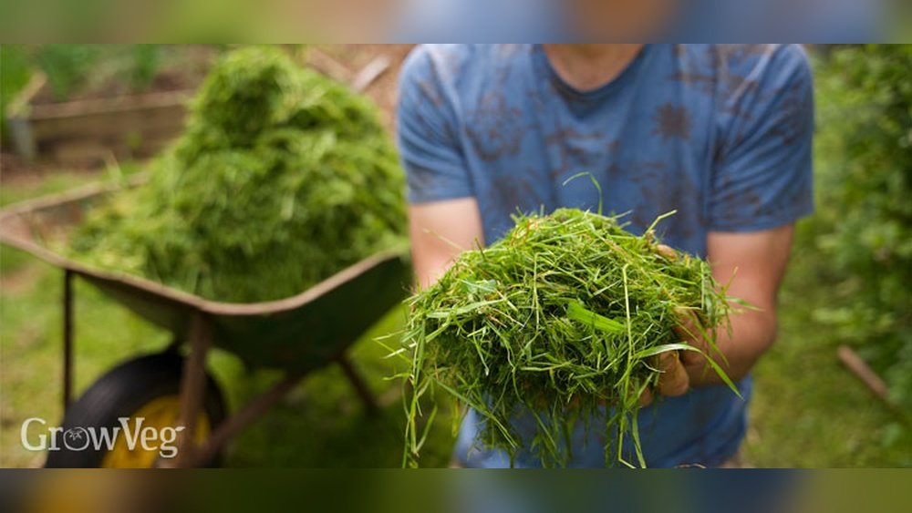 How to Use Grass Clippings in Garden Tips