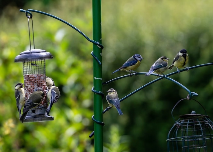 Attract Birds To Garden