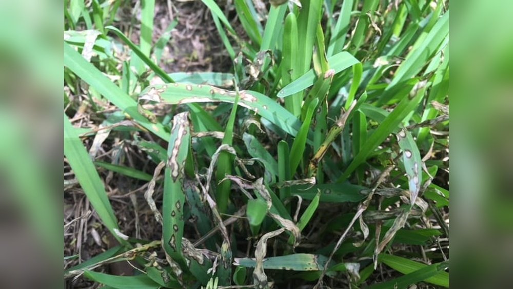 What Does Lawn Fungus Look Like Guide