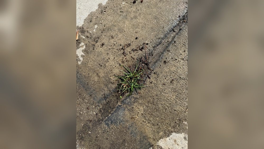 Does Boiling Water Kill Weeds in Cracks
