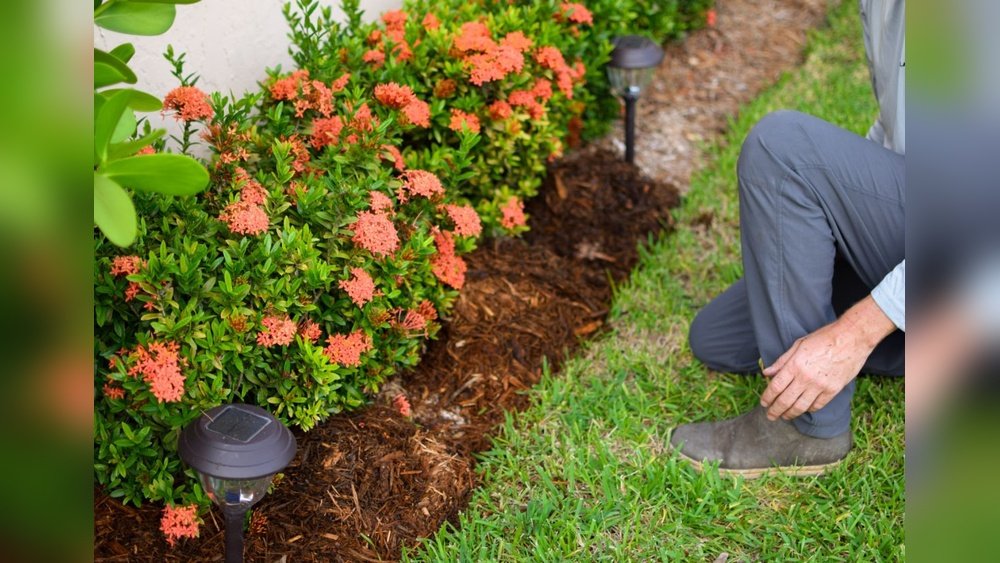Does Mulch Really Prevent Weeds Guide