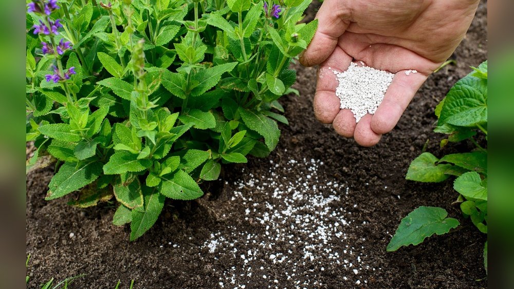 How to Apply Granular Fertilizer Correctly