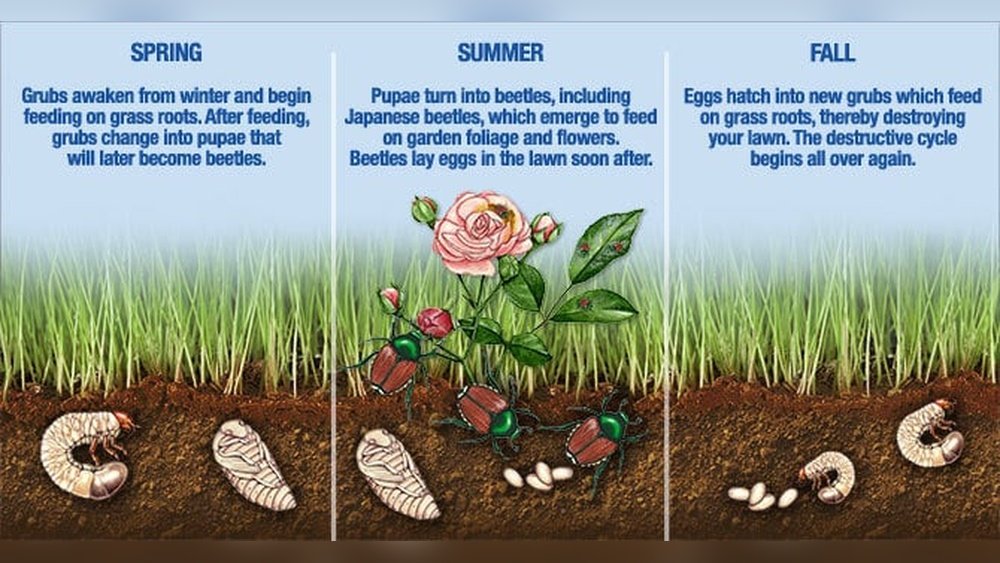 How to Apply Grub Killer to Lawn Tips