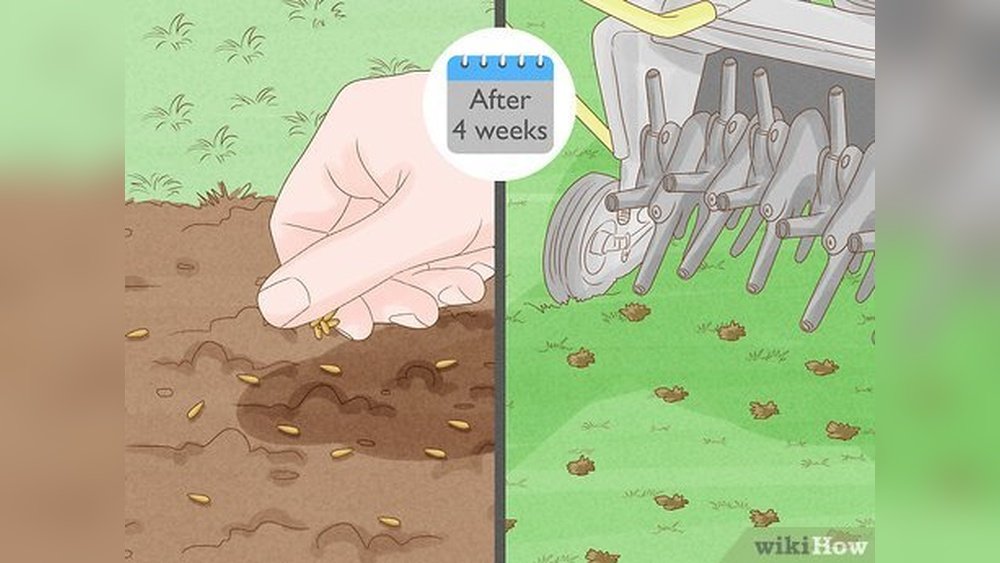 How to Apply Weed And Feed in Rain