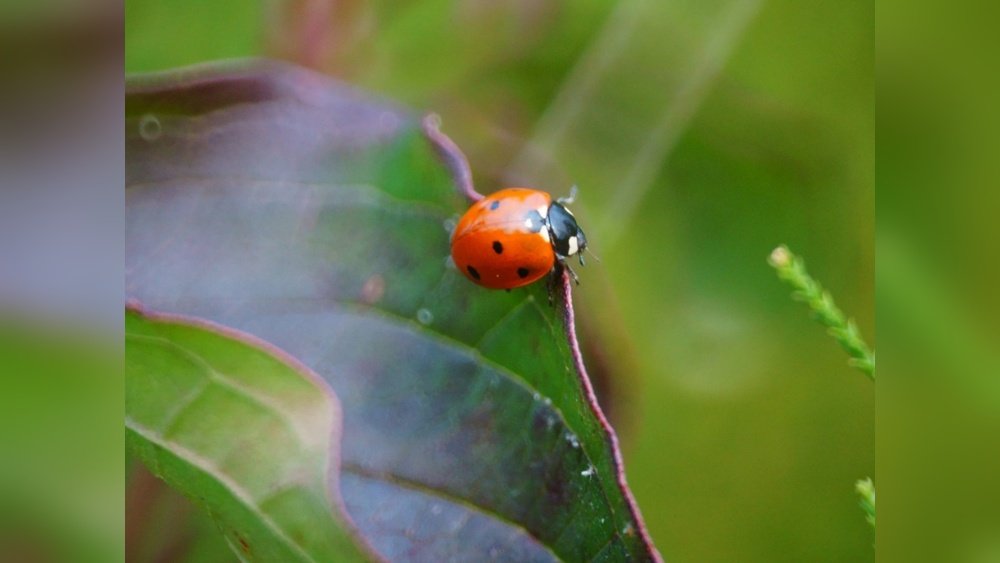 How to Attract Ladybugs to Garden Tips