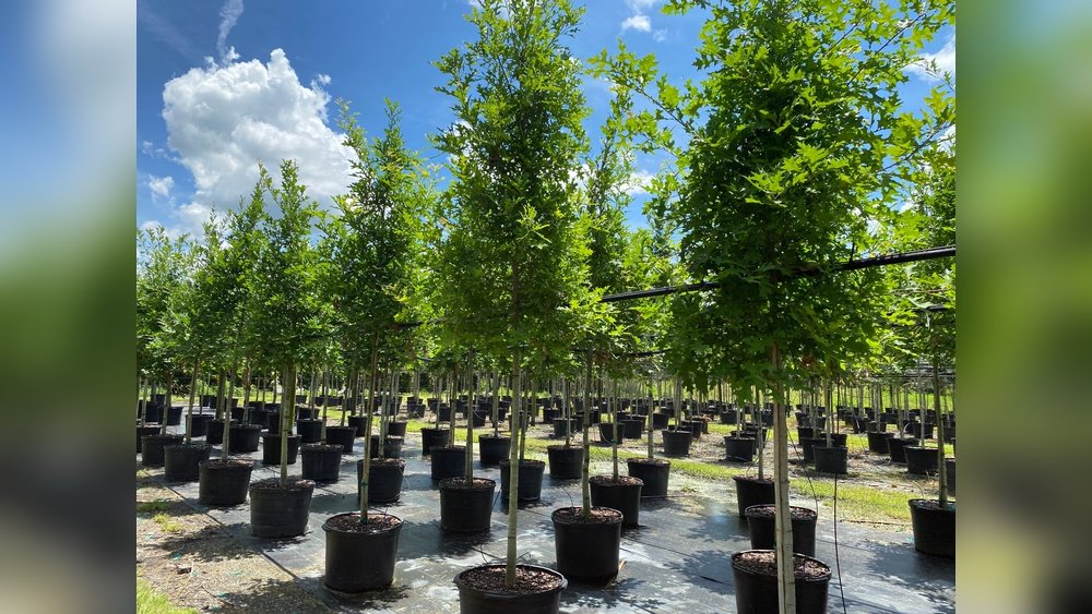 How to Care for Newly Planted Trees Tips