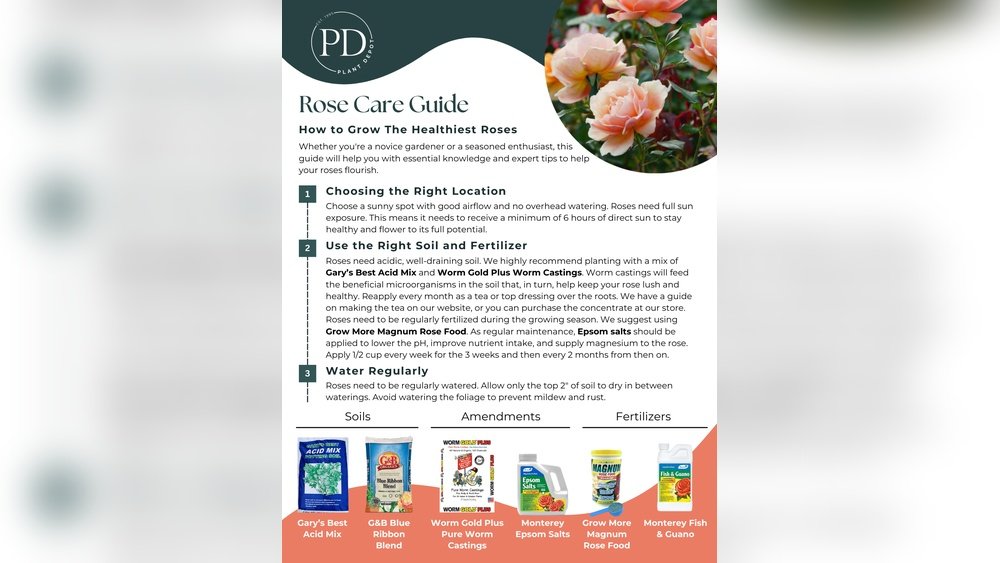 How to Care for Rose Bushes Tips Guide