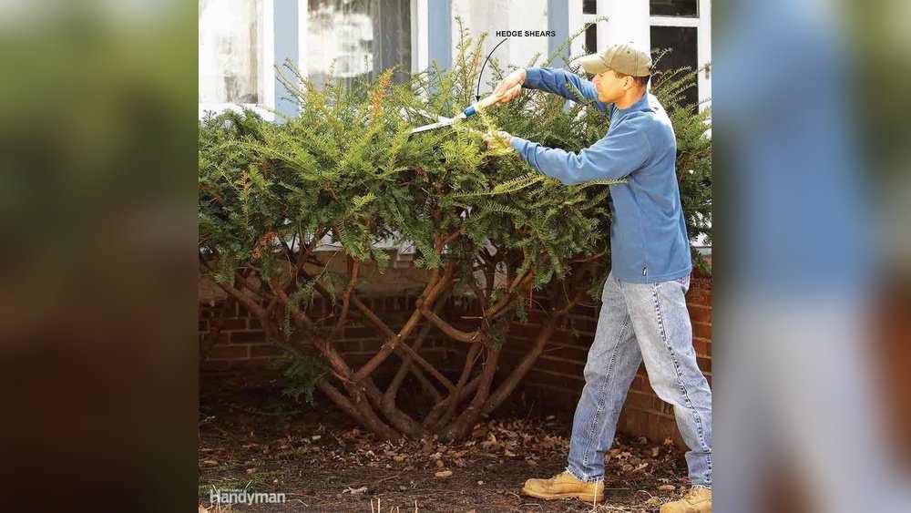 How to Cut Back Overgrown Hedge Tips