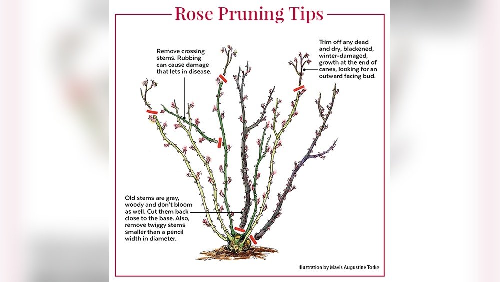How to Deadhead Roses in Summer Tips
