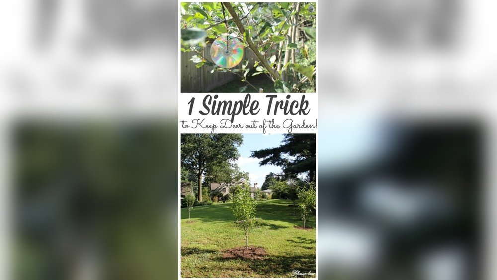 How to Deter Deer from Garden Organically