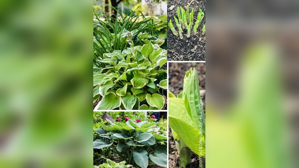 How to Divide Hostas in Spring Guide