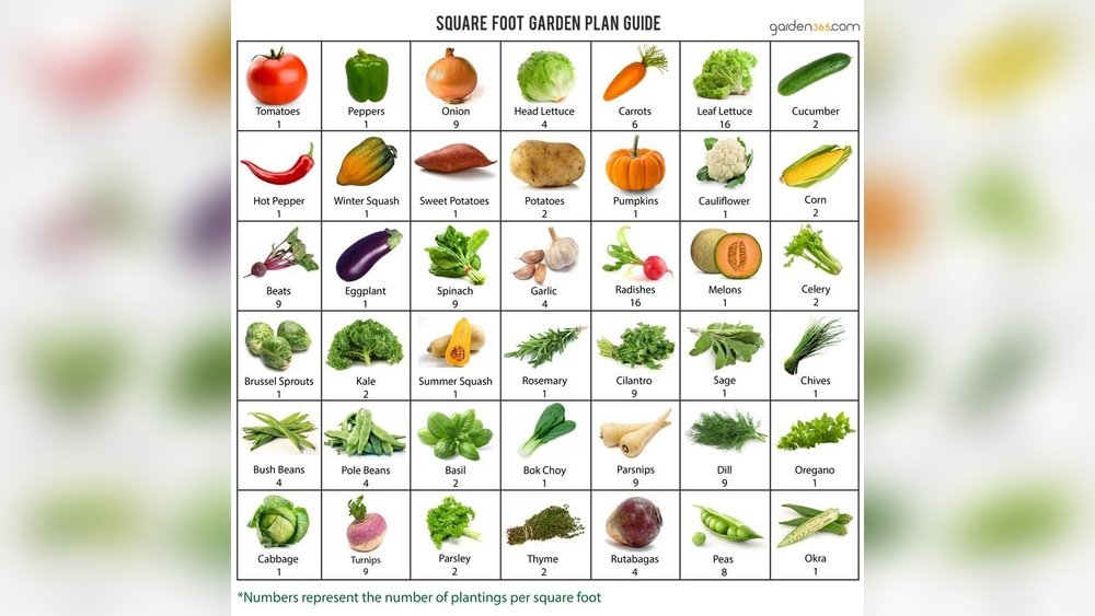 How to Do Square Foot Gardening Guide
