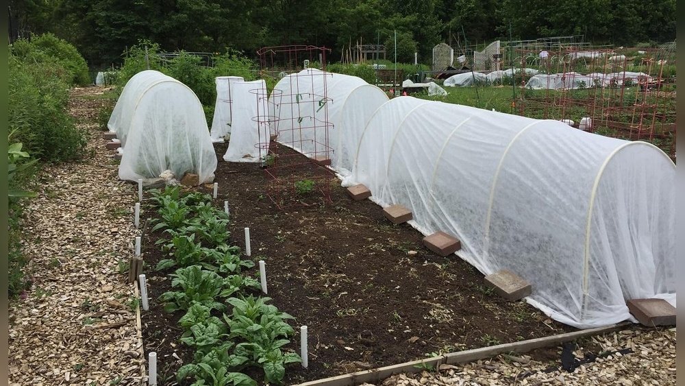 How to Extend Growing Season With Row Covers
