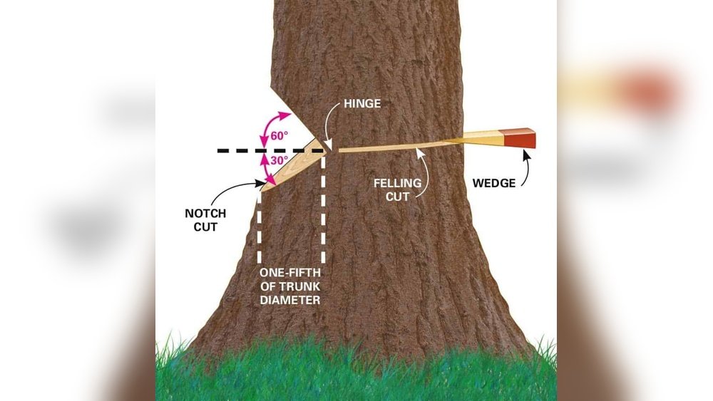 How to Fell a Tree Safely With Chainsaw