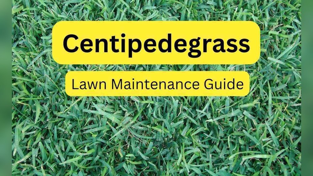 How to Fertilize Centipede Grass Guide