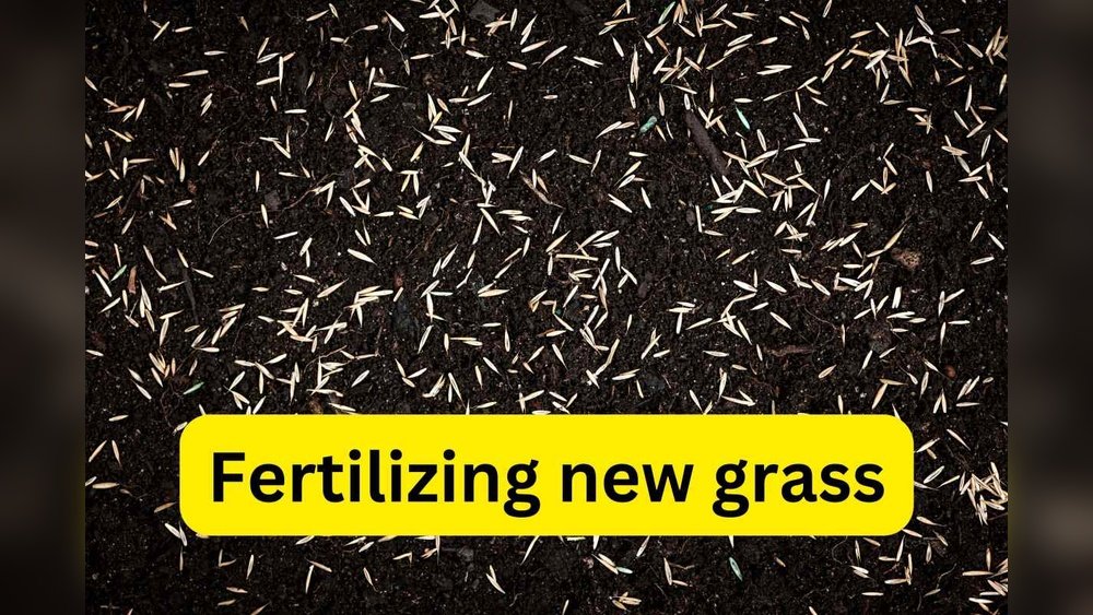 How to Fertilize New Sod Correctly Tips