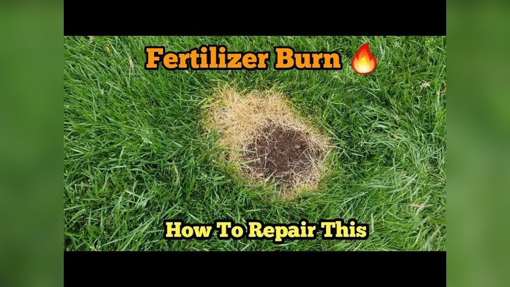 How to Fix Burned Lawn from Fertilizer