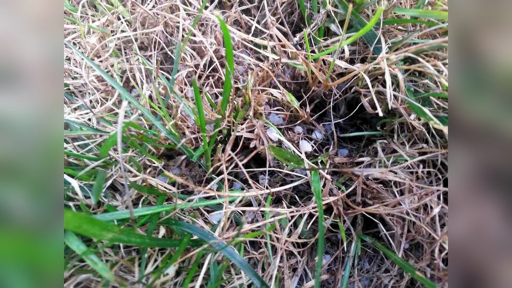 How to Fix Over Fertilized Lawn Guide