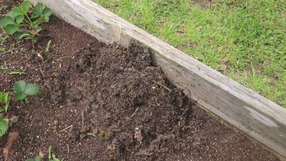 How to Get Rid of Ants in Garden Bed