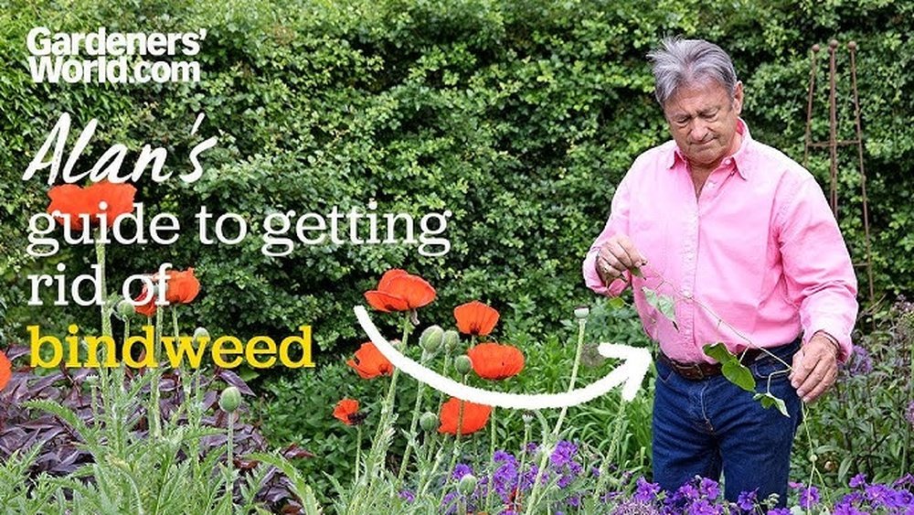 How to Get Rid of Bindweed Permanently Tips
