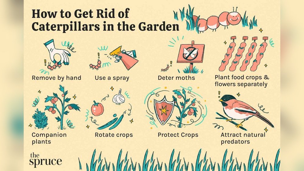 How to Get Rid of Caterpillars Plants Tips