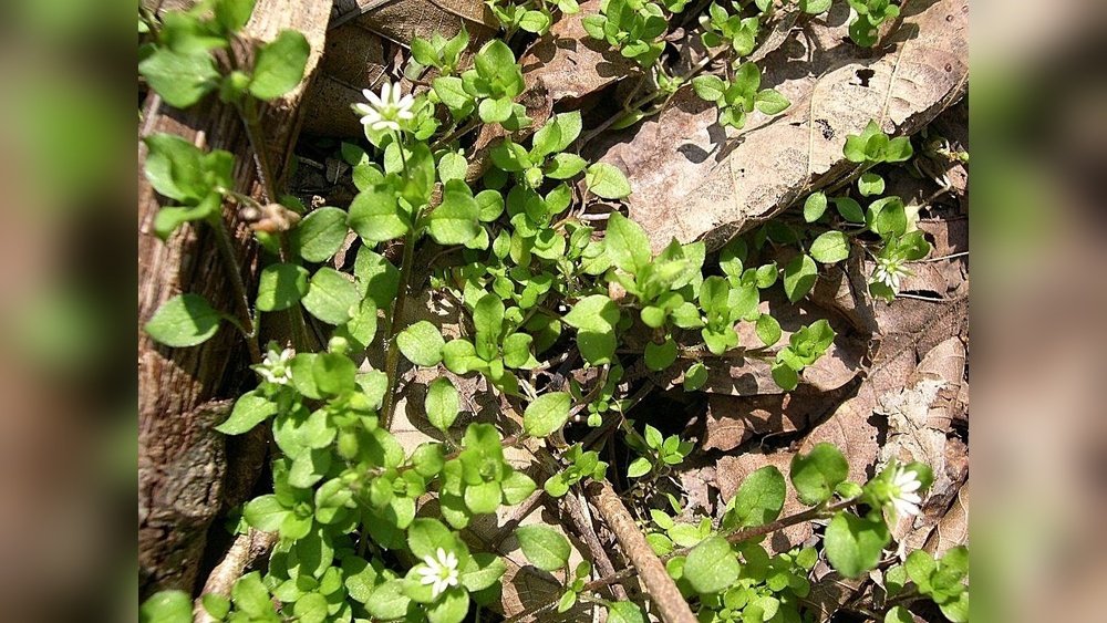 How to Get Rid of Chickweed in Flower Bed