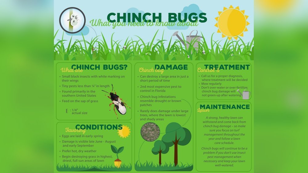 How to Get Rid of Chinch Bugs in Lawn