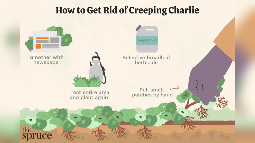 How to Get Rid of Creeping Charlie Naturally