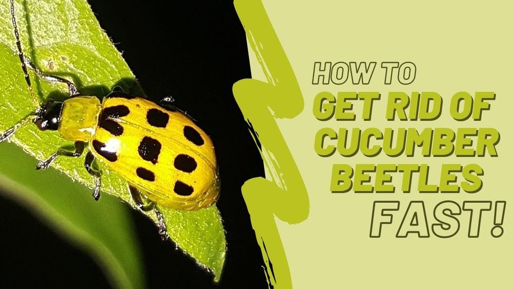 How to Get Rid of Cucumber Beetles Tips