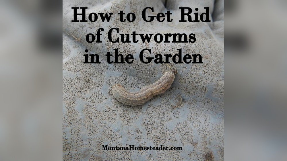 How to Get Rid of Cutworms in Garden