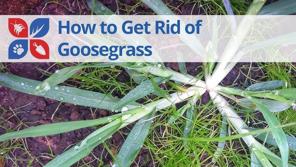 How to Get Rid of Goosegrass in Lawn